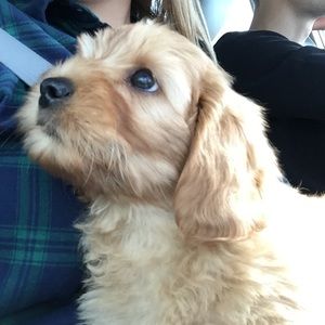 Meet your Posher, Abby